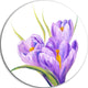 Crocuses In White Background, Floral Disc Metal Artwork, 11"