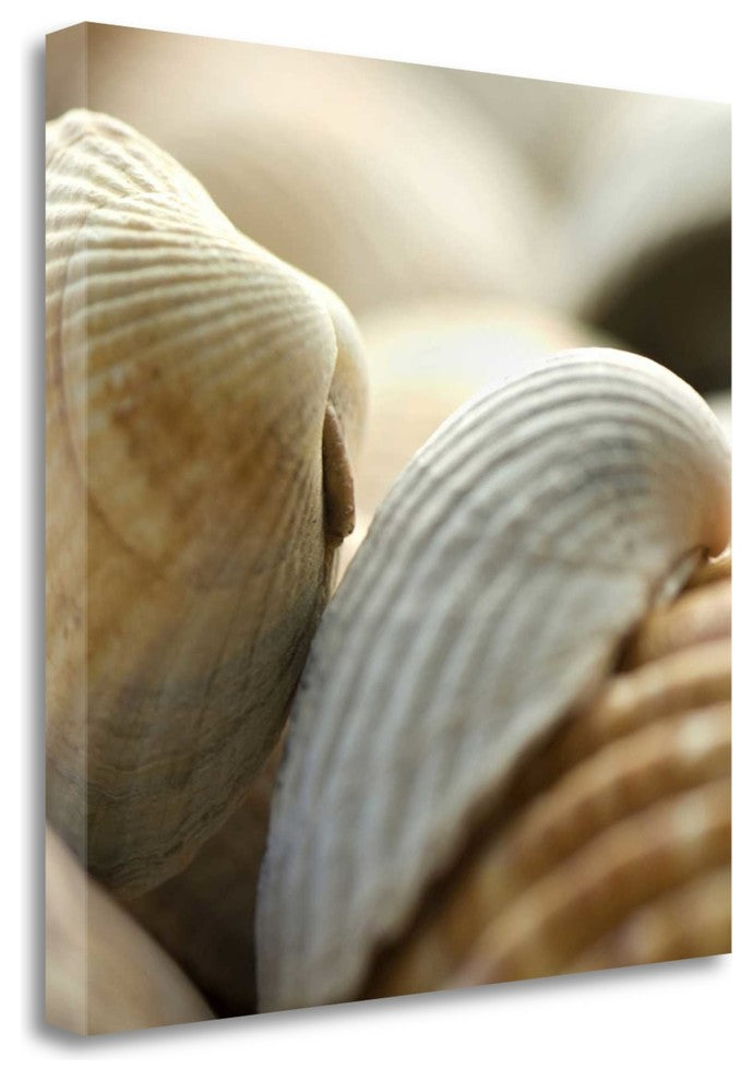 "Shells 4" By Photoinc Studio,Ready to Hang Giclee Print on Gallery Wrap Canvas