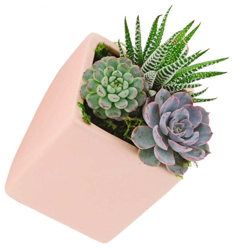 Arcadia Garden Products Large Cube Wall Planter, Coral