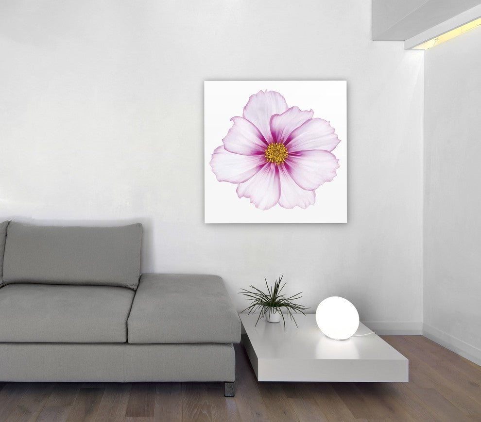 "Magenta Cosmo on White" Wall Art Frameless Free Floating Tempered Glass