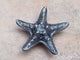Starfish Knob, Satin