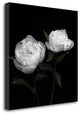 "Peony Perfection I" By Jeff Maihara, Giclee Print on Gallery Wrap Canvas