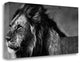 "Lion Eyes" By Xavier Ortega, Giclee Print on Gallery Wrap Canvas, Ready to Hang