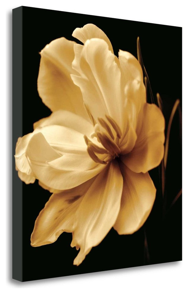 "Timeless Grace III" By Charles Britt, Giclee Print on Gallery Wrap Canvas