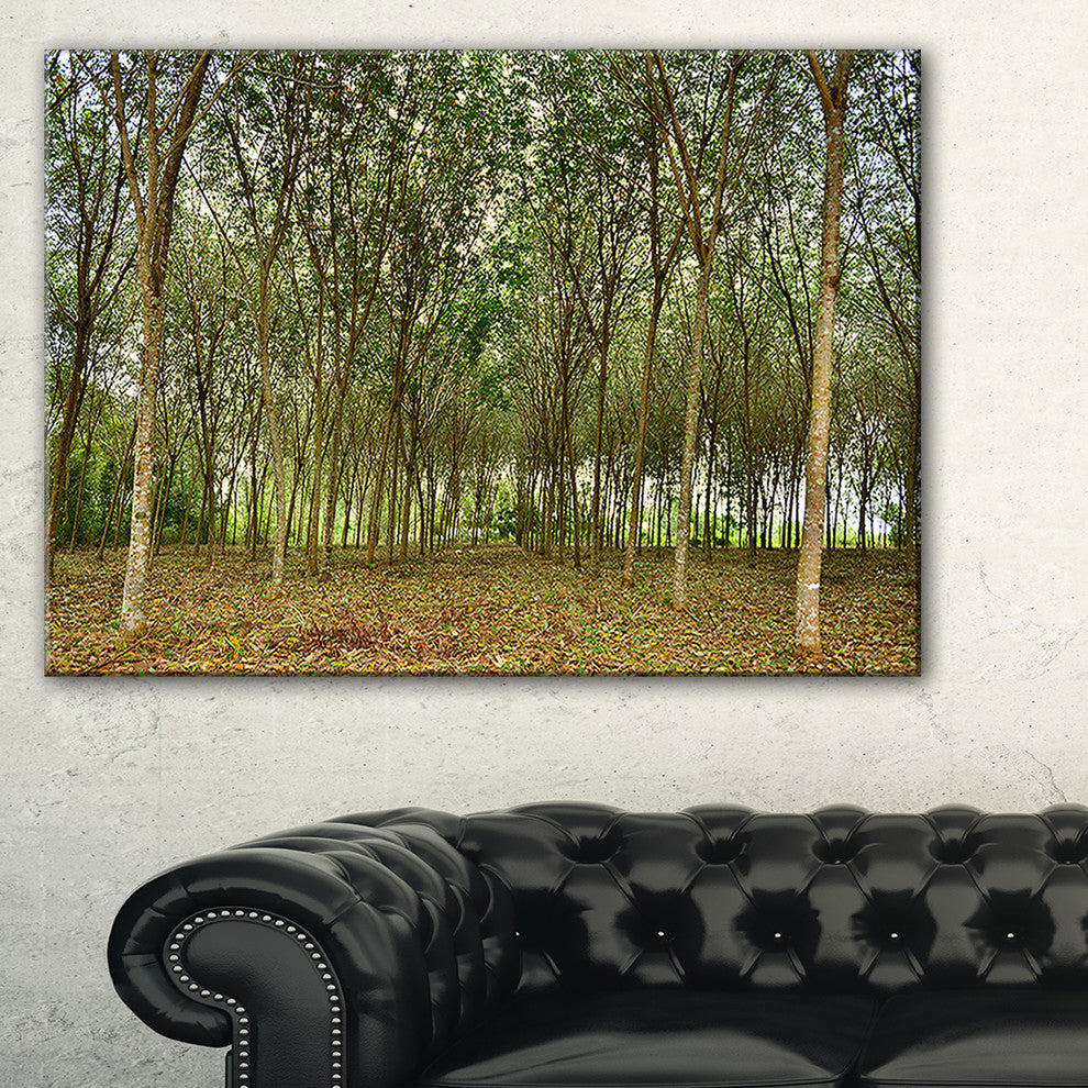"Rubber Tree Plantation During Midday" Landscape Art Print Canvas, 32"x16"