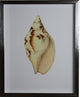 Shell Print, Silver Shadowbox