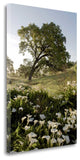 "Oak Tree - 90" By Alan Blaustein, Giclee Print on Gallery Wrap Canvas