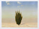 John Beerman "Cedar Tree, Israel" Lithograph