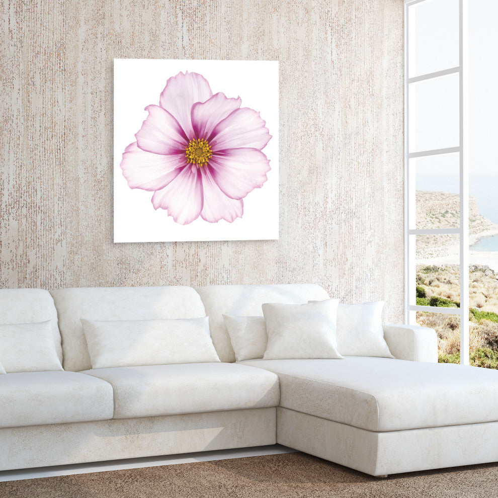 "Magenta Cosmo on White" Wall Art Frameless Free Floating Tempered Glass