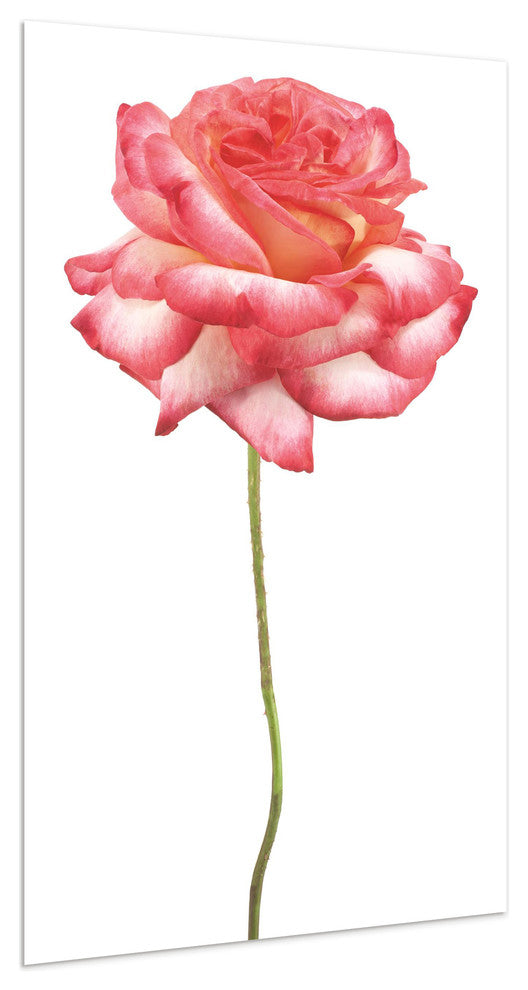 Pink Rose Wall Art Frameless Free Floating Tempered Art Glass, 32"x 48"