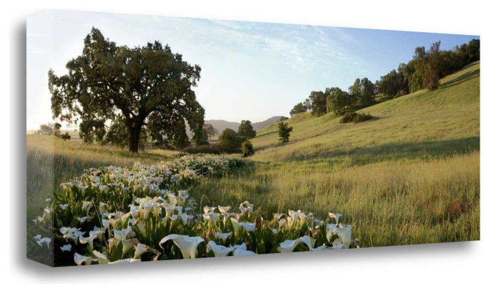 "Oak Tree Pano - 92" By Alan Blaustein, Giclee Print on Gallery Wrap Canvas