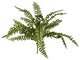17" Green Boston Fern Bush