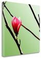 "Tulip Tree 3" By Photoinc Studio, Giclee Print on Gallery Wrap Canvas