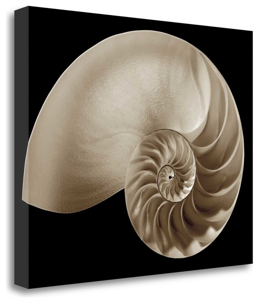 "Ocean Keepsake II" By Charles Britt, Giclee Print on Gallery Wrap Canvas