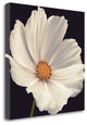 "Cosmos I" By Assaf Frank, Giclee Print on Gallery Wrap Canvas, Ready to Hang