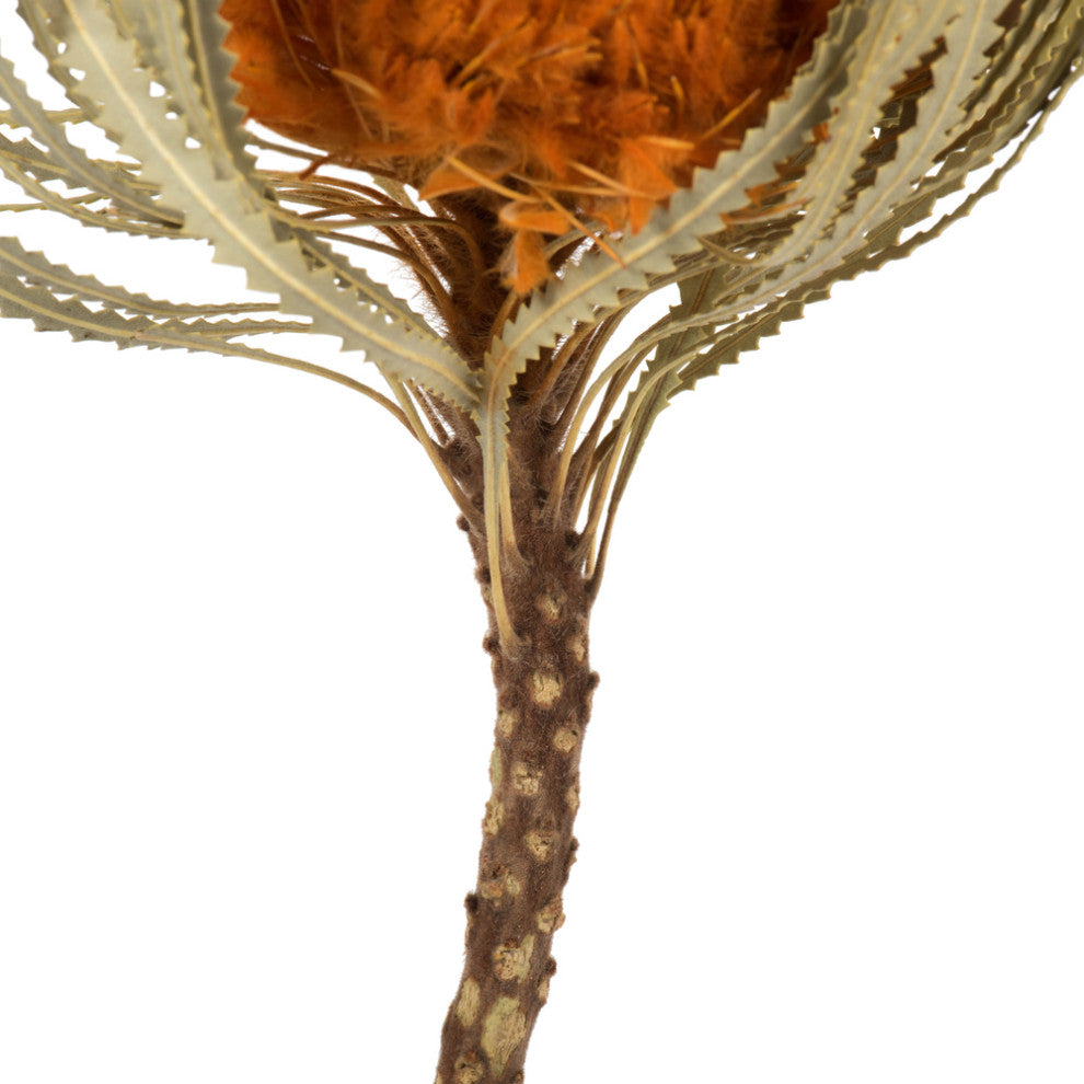 Vickerman 12" Natural Jumbo Banksia Flower with Stem, Dried 2 Pack, Autumn Orange