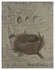 Nest and Eggs Gallery
