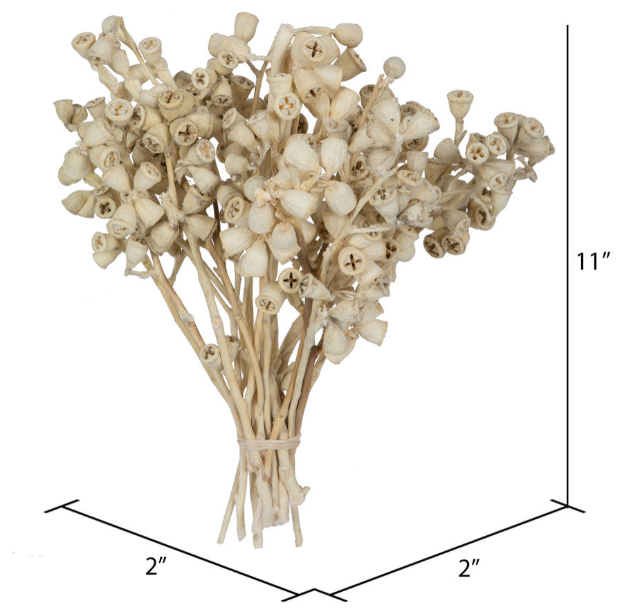 Natural Botanicals 11" x 2-4" Conical Gum Branch, 20 stems, Bleached, 11" x 2-4"
