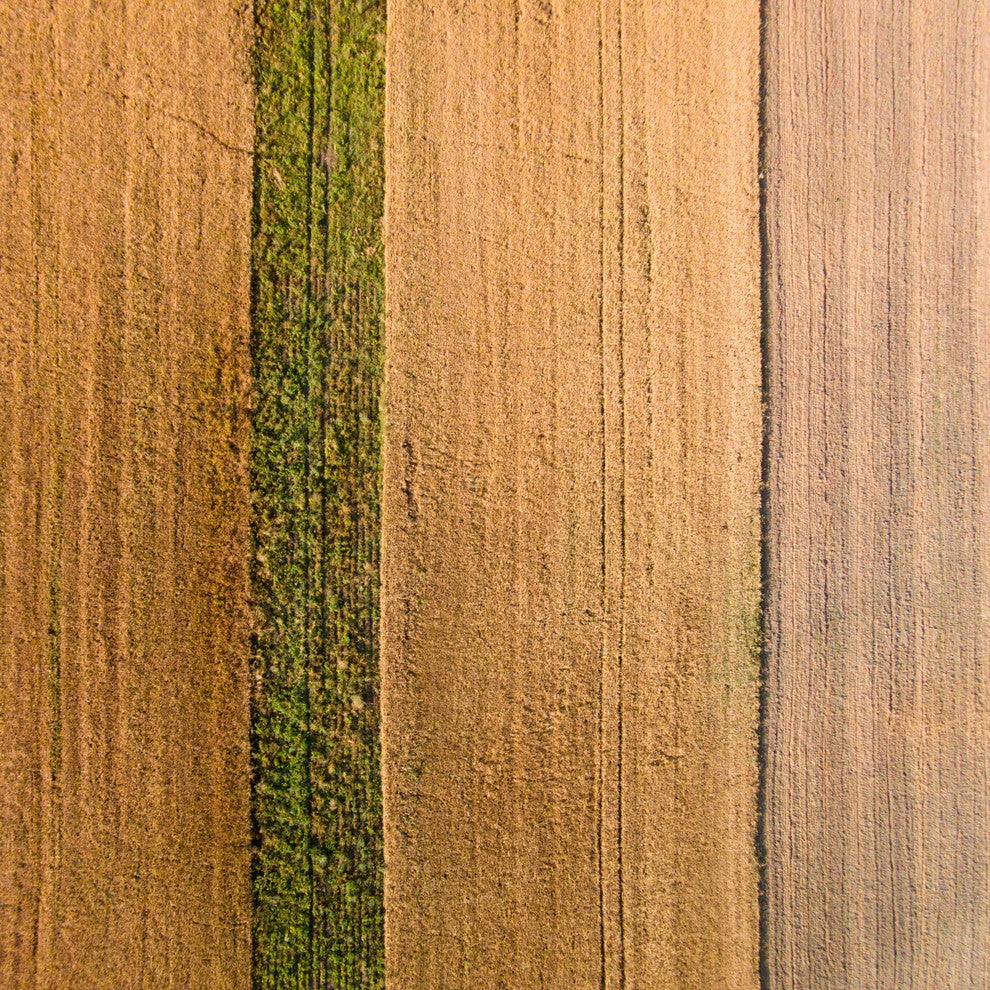 "Seeded Land" Print on Canvas by Karolis Janulis
