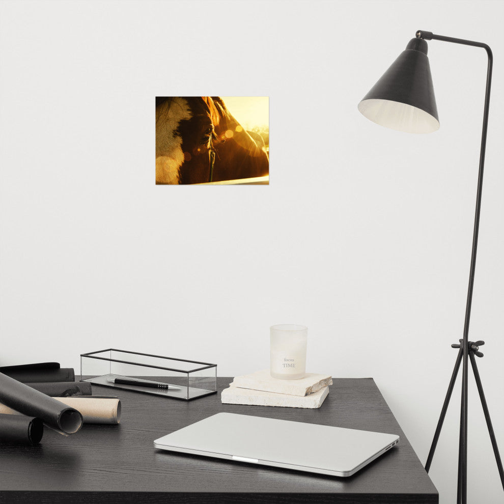 Evening Flare Horse Photograph Unframed Wall Art Print, 8" X 10"