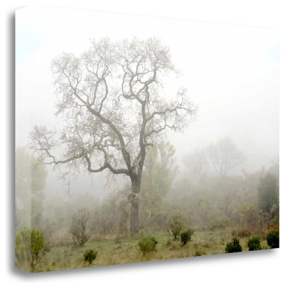 "Oak Tree - 62" By Alan Blaustein, Giclee Print on Gallery Wrap Canvas