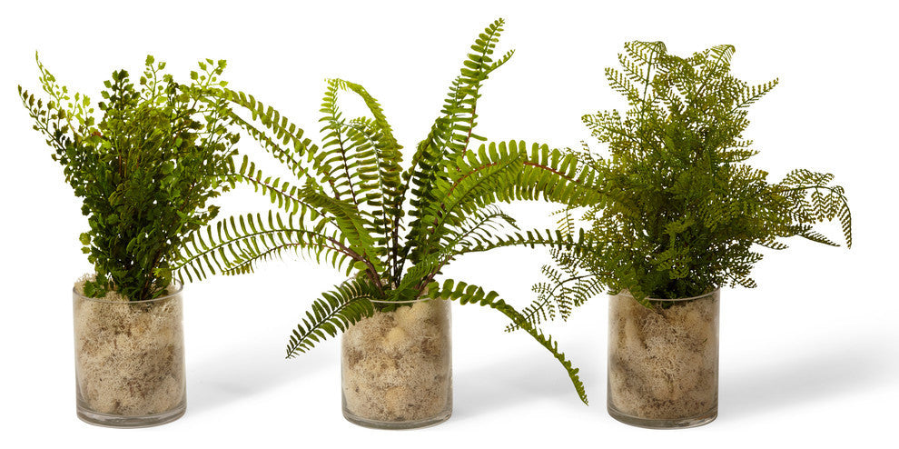 Fern Pack in Clear Vase