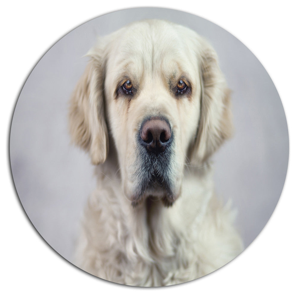 Sad Looking Beautiful Dog, Animal Large Disc Metal Wall Art, 23"
