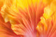 Flower Flames, Canvas Giclee, 18"x12"