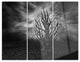 "Cry of Hand" Digital Metal Wall Art, 3 Panels, 36"x28"