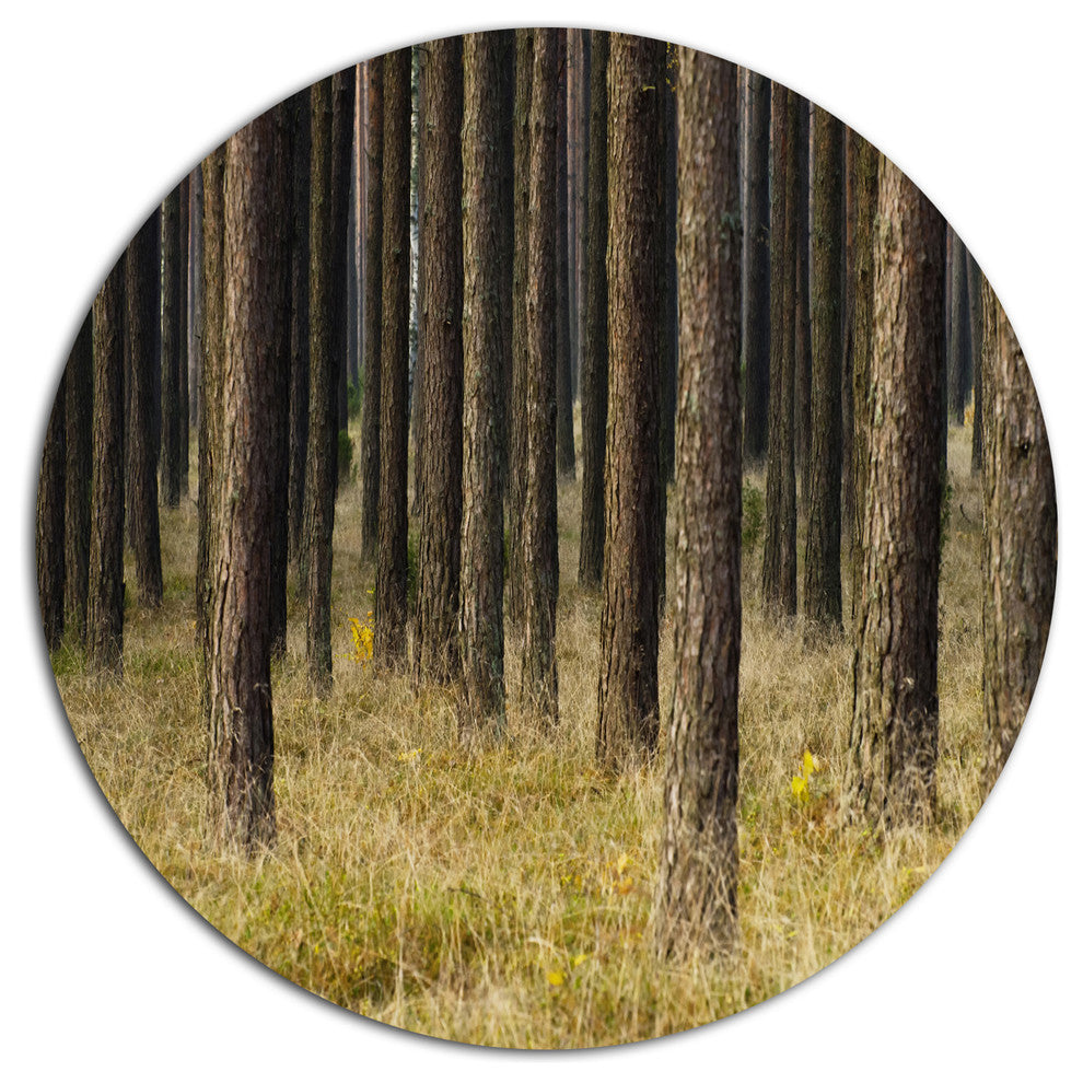 Dark Fall Forest With Green Grass, Forest Large Disc Metal Artwork, 36"