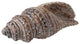 Dimond Home 159-002 Decorative Wooden Conch Shell