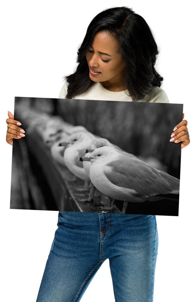 Gull King Black & White (Coastal Birds) Wildlife Photo Unframed Wall Art Print, 12" X 18"