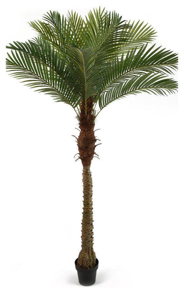 Serene Spaces Living Areca Palm Tree, 72"