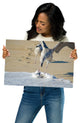 Oh That's Cold (Coastal Birds) Wildlife Photography Unframed Wall Art Print, 12" X 18"