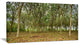 "Rubber Tree Plantation During Midday" Landscape Art Print Canvas, 32"x16"