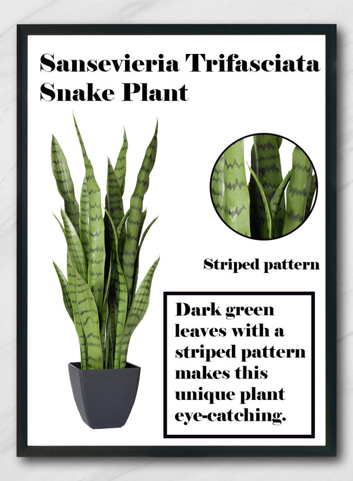 Serene Spaces Living Sansevieria Trifasciata Snake Plant, 28"