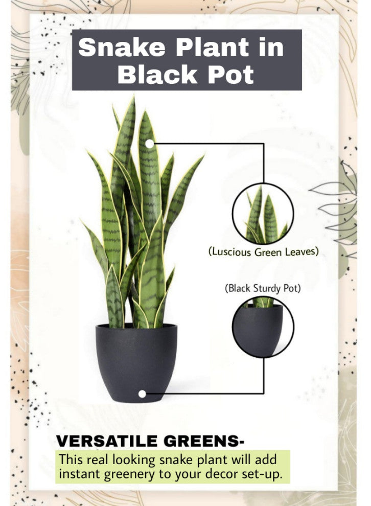 Serene Spaces Living Sansevieria Trifasciata Snake Plant, 27"