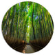 Road Through Dense Bamboo Groves, Landscape Disc Metal Wall Art, 36"