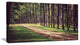 Vintage Style Forest with Pathway, Modern Forest Canvas Art, 32"x16"