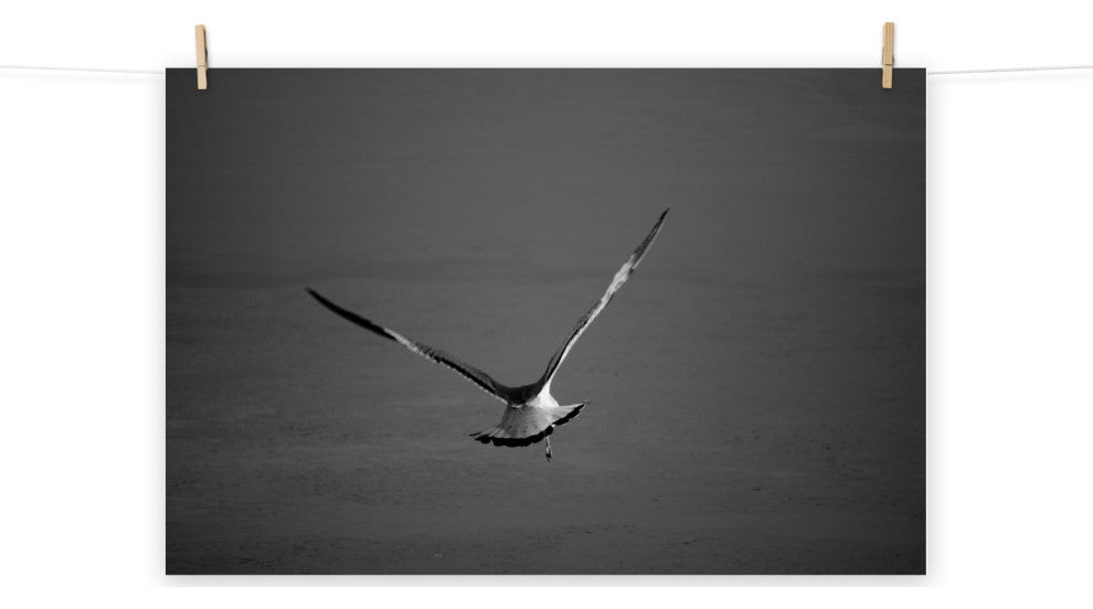 Flying Free Black & White (Coastal Bird) Wildlife Photo Unframed Wall Art Print, 12" X 18"
