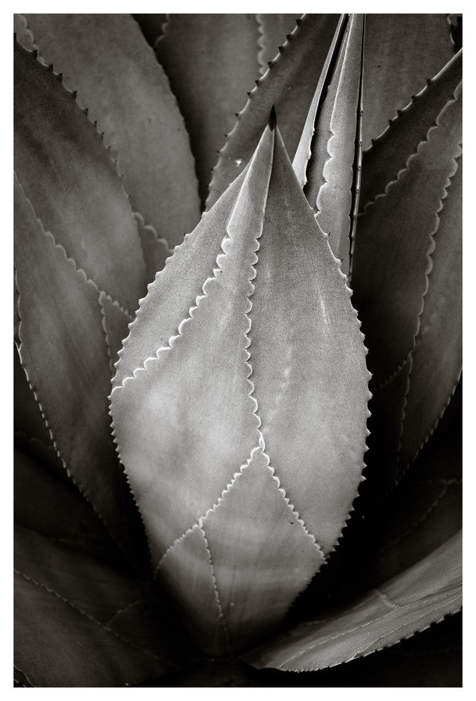 AGAVE #5, Black and White, 40x60