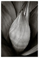 AGAVE #5, Black and White, 40x60