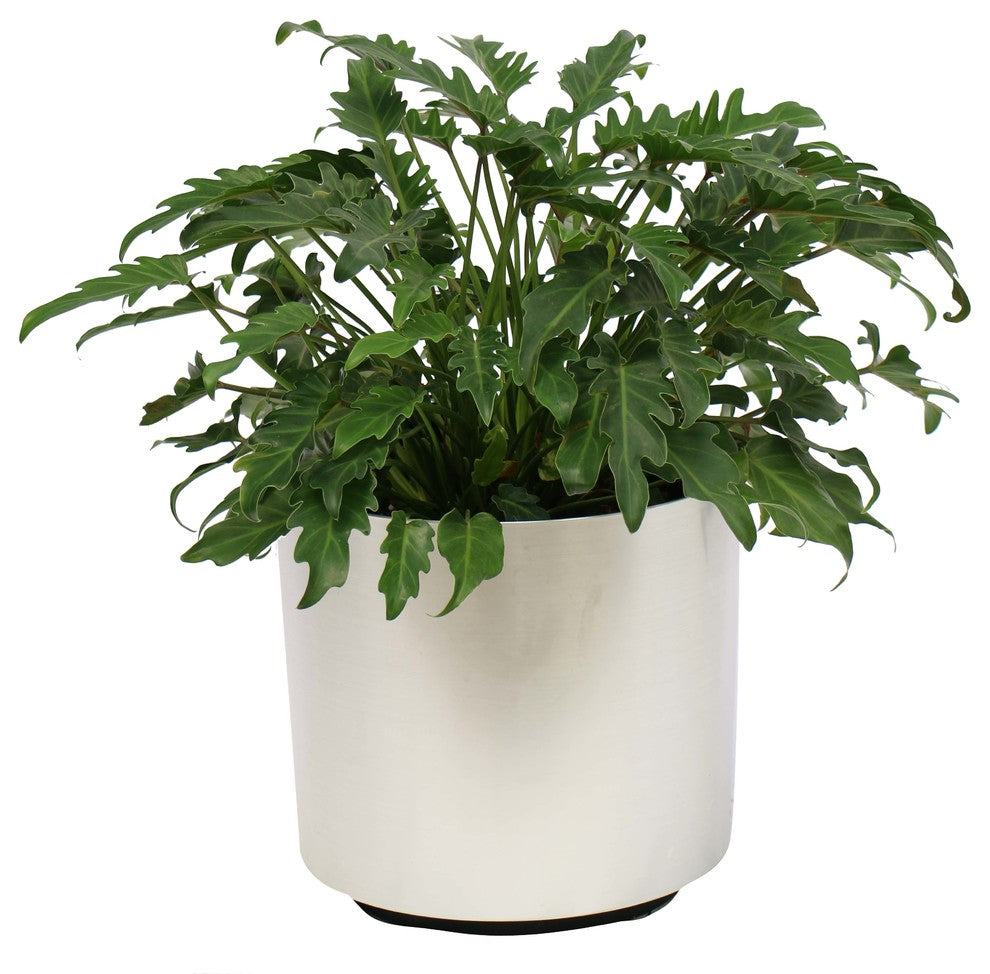 Live 2' Philodendron 'Zanadu' Package, Chrome