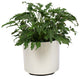 Live 2' Philodendron 'Zanadu' Package, Chrome