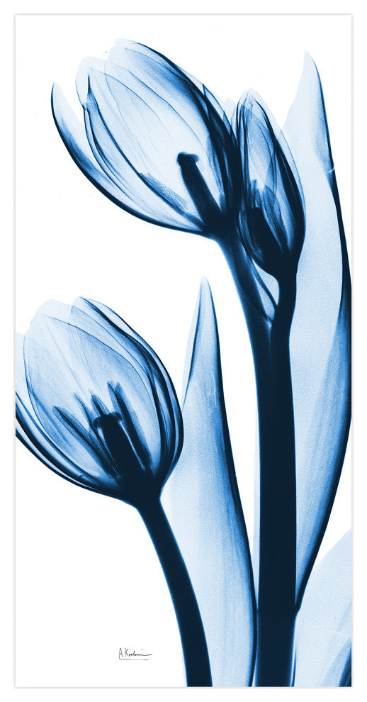 "Two Blue Tulips" Frameless Free Floating Panel Graphic Wall Art, 48"x24"