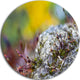 Abstract Composition Of Moss Flowers, Landscape Round Artwork, 36"
