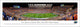 Florida Gators Football, 50 Yard Line, Unframed