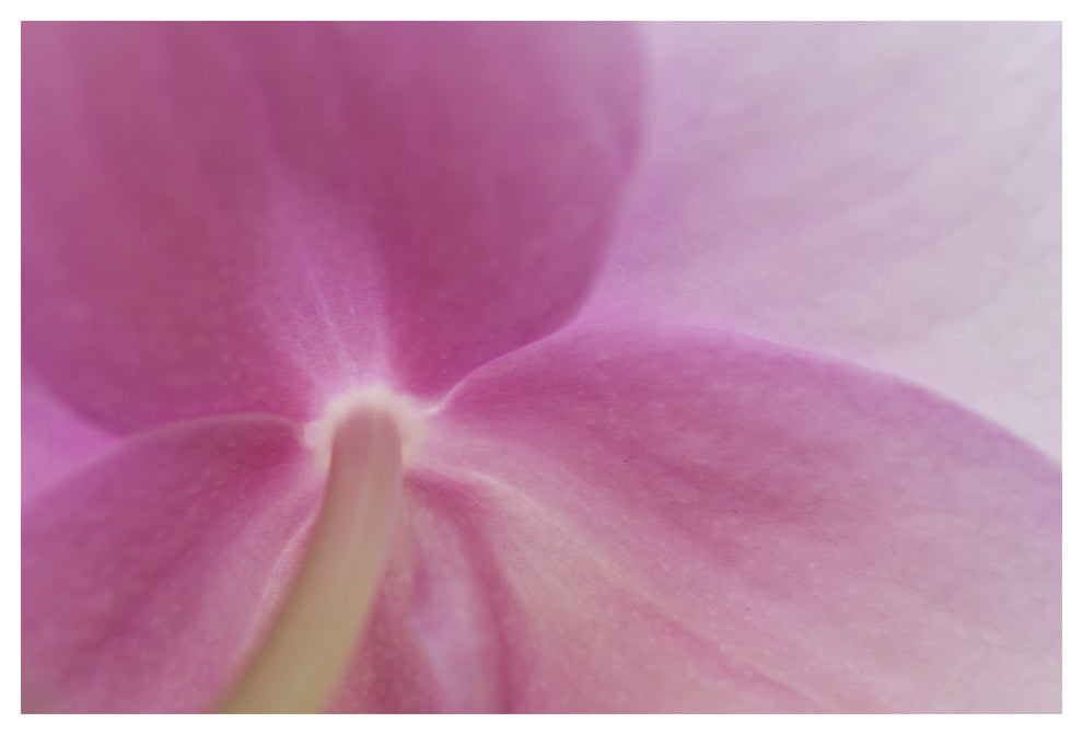 PURPLE PHALENOPSIS, 16x24