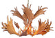 Fallow Deer Antler Chandelier Light, Extra Large, Rawhide Shades