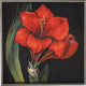 Red Amaryllis Square Tray